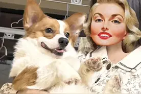 狗子对路人太热情摇断了尾巴，主人哭泣：你讨好的是他，花钱的是我！图片