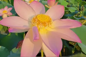 美在当“夏”！武汉第一波荷花开了！就在这里图片