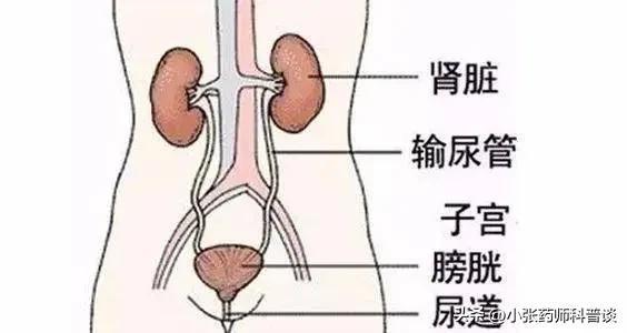 治疗尿路感染，必须知道“老药”呋喃妥因