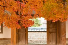 刚子，会去哪里？图片