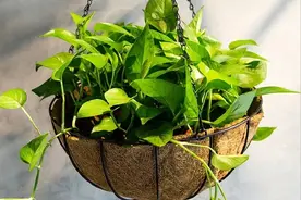 孕妇房间内，别养“6种花”，因为有毒，影响身心健康，需要注意图片