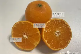 新品种问世，早熟柑最早9月份上市，能否成为柑橘界中的一匹黑马图片