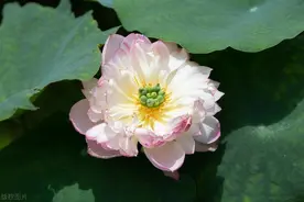 碗莲、睡莲好养的品种有很多，天热种在泥水里，开出香水花图片