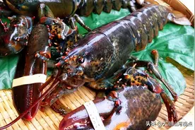 世界各地龙虾大全图片