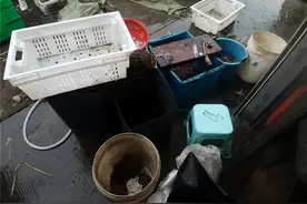 非法收售蟾蜍 3家水产店被警方查获图片