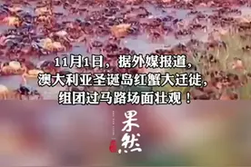 澳大利亚圣诞岛红蟹泛滥，密密麻麻排队过马路图片