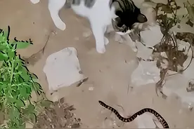 男子走夜路遇蛇被猫拦下 网友：好棒，知道保护主人图片