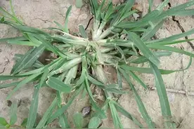 农村一种踩不死的野草，夏季用来煎水喝可解暑，一斤卖10元图片