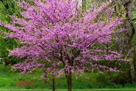 63个从国外引进的树，2个价格跌了95%！还有3个只能砍了当柴卖图片