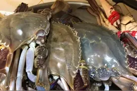 烟台迎大量螃蟹上市！很多人却不敢买？图片