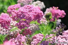 8月到啦，这些花可以开始播种扦插了哦~图片