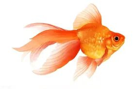 掌握好这五点，养好金鱼根本就不难图片