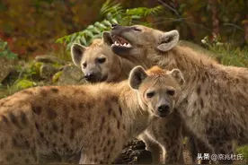 斑鬣狗为何钟爱掏肛，动物被掏肛时为何一动不动？图片