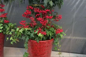 3种“红果果”，过年摆一盆，寓意家里多子多福，红红火火图片