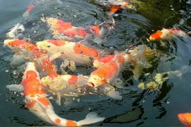 家中住老人，此3样吉祥物少说得占一样图片