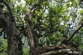 爱山头的你可知道，普洱新六大茶山都有啥特点？图片