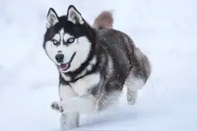 西伯利亚雪橇犬哈士奇常见疾病图片