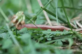 小小蚯蚓，为何被“中央一号文件”点名？图片