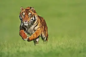 吉林男子开车回家遇老虎，被吓在车里不敢动，反而救了自己一命图片