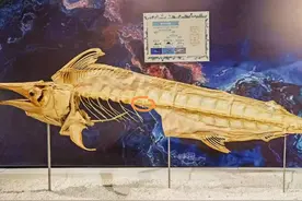 男子掰断博物馆标本被监控拍下，博物馆回应损失数万元已报警图片