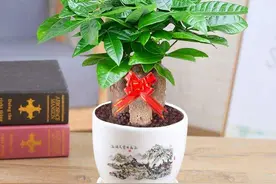 5种“命硬花”，随便养都养不死，小苗长成大老桩，价值翻几番图片