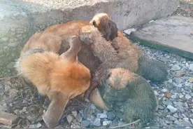 狗狗被拴在老屋前，却常年得不到食物，主人：养来就是看家的图片