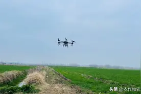 断崖式降温，小麦除草要注意（重要提醒）图片