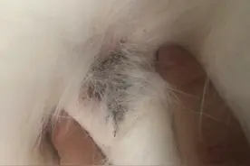 宠物医生，狗狗身上有两三处黑色结痂怎么办？图片