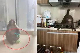 贵州猴子闯入30层住户家中，“打砸”后逃离，为什么会这样？图片