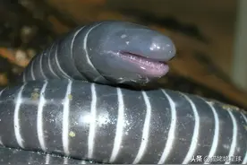 31张罕见动物照：凶残海鸥一口吞下兔子，深海怪虫诡异蜕壳图片