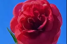 入了心的人，忘不了，动了真心的情，放不下图片