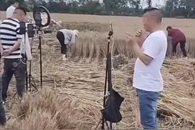 无耻！浓妆艳抹穿着紧身裙在麦地直播作秀…无良直播瞄上收麦图片