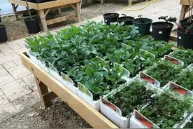 阳台种4种“叶菜”，采收不要“连根拔”，掌握技巧还能采收多次图片