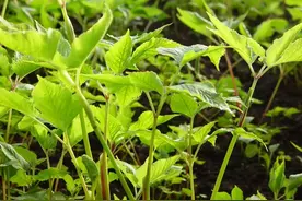 长白山中的天然维C-山芹菜大叶芹图片