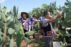 拼经济文山市在行动|炖鸡、刺身、榨汁……仙人掌的这些吃法你馋了吗？图片