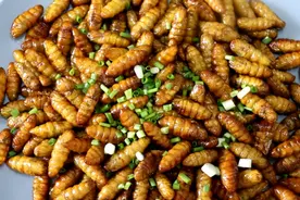 春季，这3种虫子看着令人害怕，经过这1步，咸香酥脆，营养丰富图片