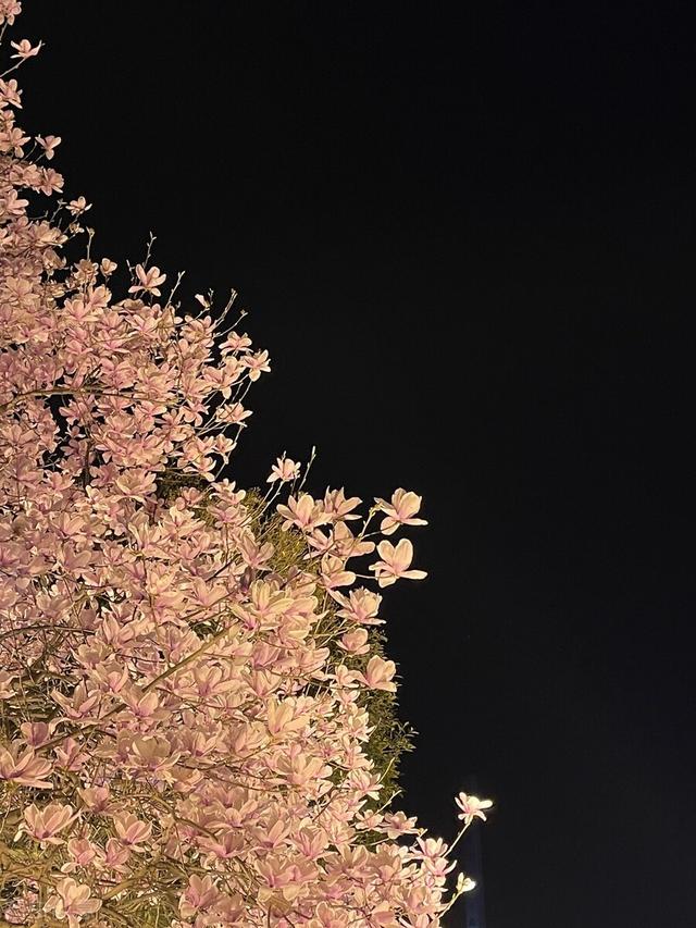 春江花月夜赏析