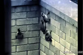 鸭：一鸭战四虎？弹射胜航母？鸭子的真相，也许超乎你的想象图片