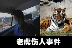 17年宁波动物园老虎咬人事件：老虎被击毙，为何有人为老虎喊冤？图片