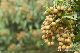 今年龙眼结果超想象，刘老板说这才叫丰收图片