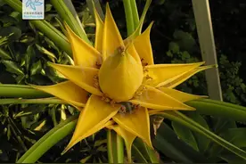 林草科普|敦煌壁画中的植物-地涌金莲图片