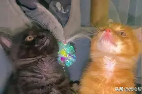 女子救了中毒流浪猫后收到3只小猫，面对猫妈妈的托付，她：全养图片