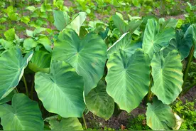 收回来的芋头是怎么留种的？这两点要注意，芋头种子多到用不完图片