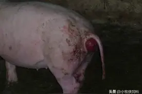 猪脱肛是什么原因？猪脱肛的最佳治疗方法，预防措施你都知道吗？图片