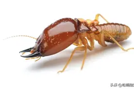 小小白蚁要小心！图片