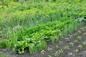 种菜淋尿水肥你做对了吗？这样用效果更好，蔬菜猛长图片