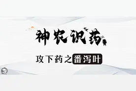 《神农识药》攻下药之番泻叶图片