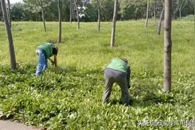 【龙泉湖公园开展绿化景观提升行动】图片
