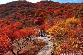 两城镇适宜栽植的具有观赏价值的中草药（二）图片