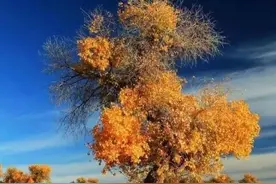 胡杨树：生而不死1000年，死而不倒1000年，倒而不朽1000年图片